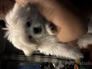 Дополнительные фото: Сладкие собаки на продажу