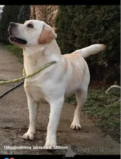 Дополнительные фото: Щенки лабрадора-ретривера от чемпионских предков.