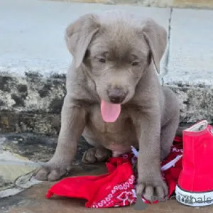 Фото №3. Лабрадор-ретривер Кобель, возраст 7 недель. Готово к 30 марта..  Германия