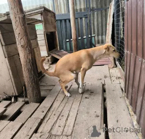 Дополнительные фото: Не такая как все!Собака по кличке Карамелька.