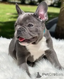 Фото №3. Любовь на первом фырканье! Познакомьтесь с нашими французскими щенками бульдога.  Германия