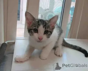 Фото №2 к объявлению №163570 о продаже  - купить в Польше 