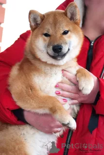 Дополнительные фото: Сиба ину щенок девочка с документами РКФ