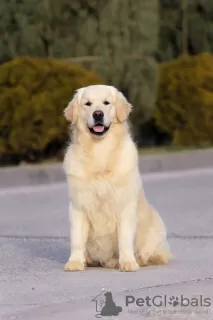 Дополнительные фото: Golden retriever. Boy.