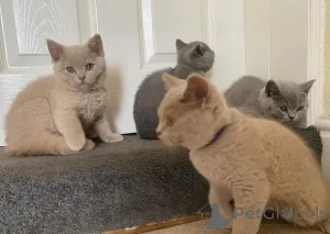 Фото №1. британская короткошёрстная - купить в Rovaniemi за Бесплатно. Объявление №165668