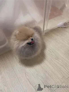 Дополнительные фото: Adorable pomeranian