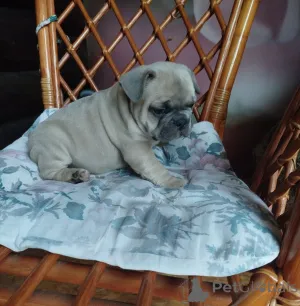 Дополнительные фото: Милые щенки французский бульдог.