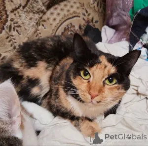 Фото №4. Продам  в Минске из приюта - цена Бесплатно