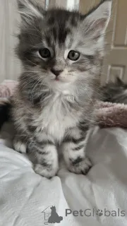 Фото №2 к объявлению №145312 о продаже мейн-кун - купить в Германии частное объявление