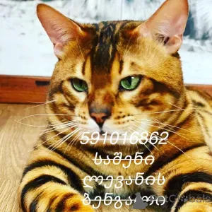 Дополнительные фото: Бенгалская кошка bengal cat