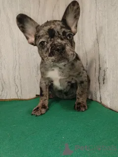 Дополнительные фото: Щенки французского бульдога