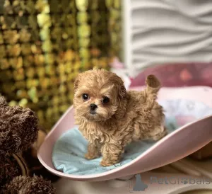 Дополнительные фото: Элитные мальтипу мини микро Азия