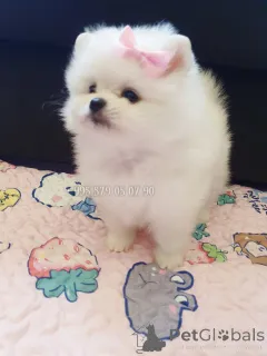 Фото №4. Продажа померанского шпица в Тбилиси частное объявление, из питомника, заводчик - цена договорная