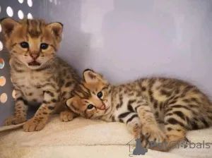 Фото №3. Милые котята саванныБизнес WhatsApp 2295825241. Германия
