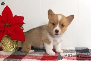 Фото №3. Kc зарегистрировано corgis pembrokeshire.  Швеция