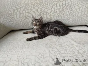 Фото №3. Общительный красавчик Имель. Беларусь