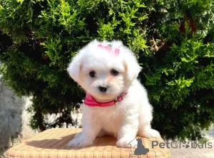 Фото №1. мальтийская болонка - купить в FageRudd за договорная. Объявление №162480