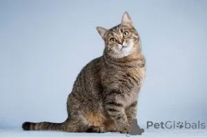 Фото №2 к объявлению №151250 о продаже  - купить в России частное объявление