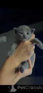 Дополнительные фото: Чистокровные