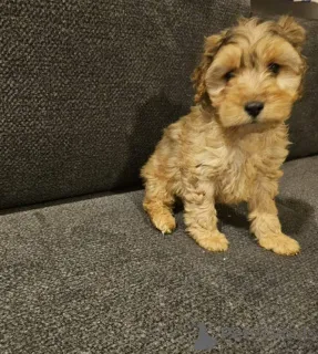 Фото №2 к объявлению №166925 о продаже английского кокер-спаниеля - купить в Германии частное объявление