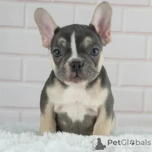 Дополнительные фото: Продаются щенки французского бульдога