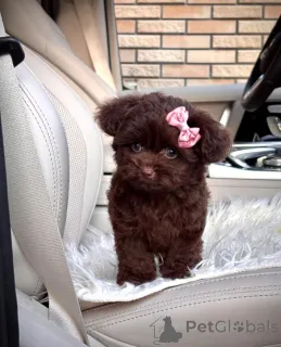 Фото №2 к объявлению №154269 о продаже русскую цветную болонку - купить в США заводчик