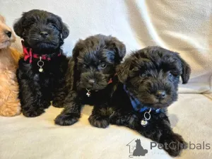 Фото №3. Toy Schnoodle Puppies ( Schnauzer X Toy Poodle.  Австрия