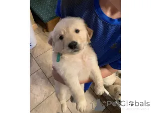 Фото №1. лабрадор-ретривер - купить в Дрезден за 69575₽. Объявление №161274