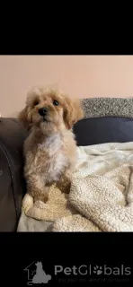 Дополнительные фото: Усыновление Мальтипу (мальтийский бишон; пудель)