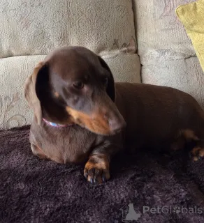 Фото №1. такса - купить в Бонн за 37107₽. Объявление №149060