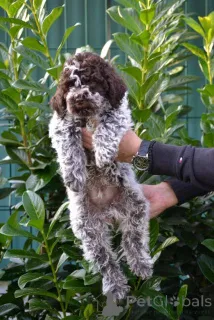 Дополнительные фото: Щенки Лаготто Романьоло