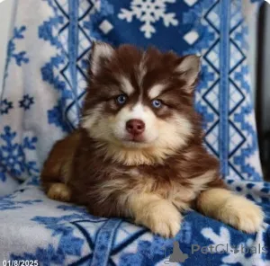 Фото №1.  - купить в Лондонский Сити за договорная. Объявление №161255