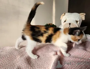 Дополнительные фото: Котята в Вене, Австрия