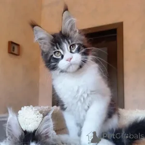 Фото №2 к объявлению №146003 о продаже мейн-кун - купить в Великобритании частное объявление