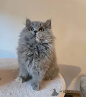 Фото №2 к объявлению №164072 о продаже британская длинношёрстная - купить в Финляндии частное объявление, заводчик