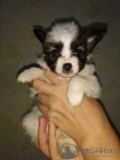 Фото №3. Papillon puppy boy.  Украина