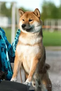 Дополнительные фото: Кобель сиба-ину, шиба-ину, shiba inu открыт для вязок