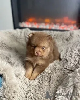 Фото №3. Померанские щенки..  Австралия