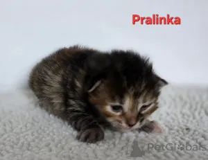 Фото №3. Курильский бобтейл. Польша