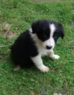 Фото №2 к объявлению №164087 о продаже бордер-колли - купить в Бельгии частное объявление, заводчик