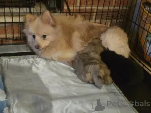 Дополнительные фото: Очаровательные шпицы