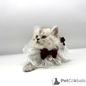 Фото №2 к объявлению №175684 о продаже шотландская (скоттиш страйт) - купить в США заводчик