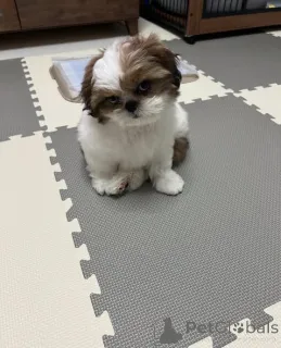 Фото №2 к объявлению №163145 о продаже ши-тцу - купить в Польше заводчик