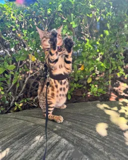 Фото №1. бенгальская - купить в Тренироваться за 69575₽. Объявление №152742