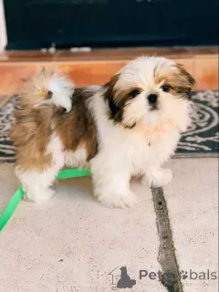 Фото №1. ши-тцу - купить в Варшаве за договорная. Объявление №162413