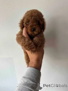 Фото №3. Красный и абрикосовый пудель.  Сербия