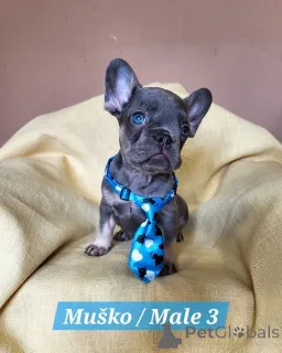 Фото №3. Щенки французского бульдога экзотических окрасов..  Сербия