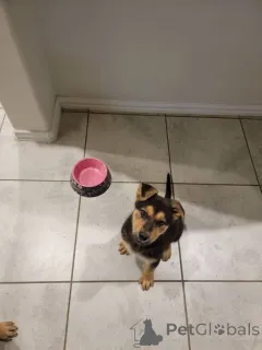 Фото №2 к объявлению №142267 о продаже немецкую овчарку - купить в США 