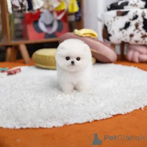 Фото №3. Очаровательный щенок мальтийской болонки ищет любящий дом! Игривый, нежный и.  Гонконг