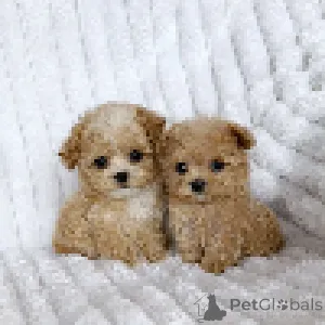 Фото №4. Продажа мальтипу в Днипро из питомника, заводчик - цена 224670₽